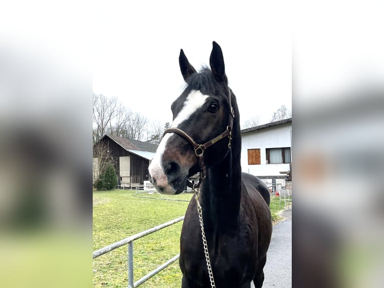 Koń hanowerski Wałach 13 lat in Murg