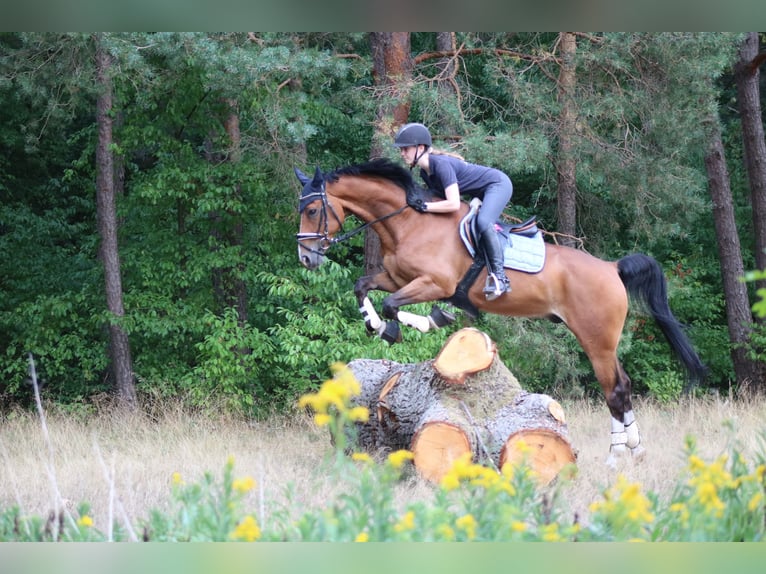 Koń hanowerski Wałach 14 lat 160 cm Gniada in Didderse