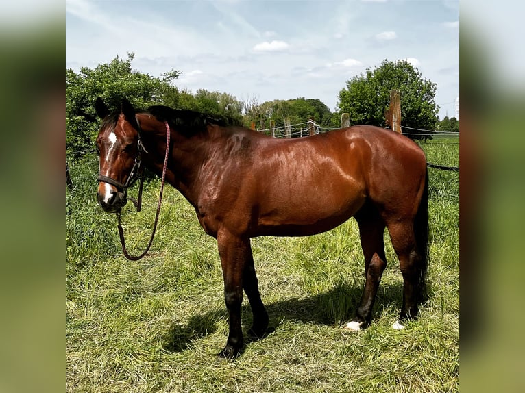 Koń hanowerski Wałach 14 lat 168 cm Gniada in Meerbusch