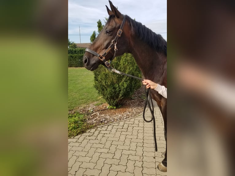 Koń hanowerski Wałach 14 lat 168 cm Skarogniada in Pattensen