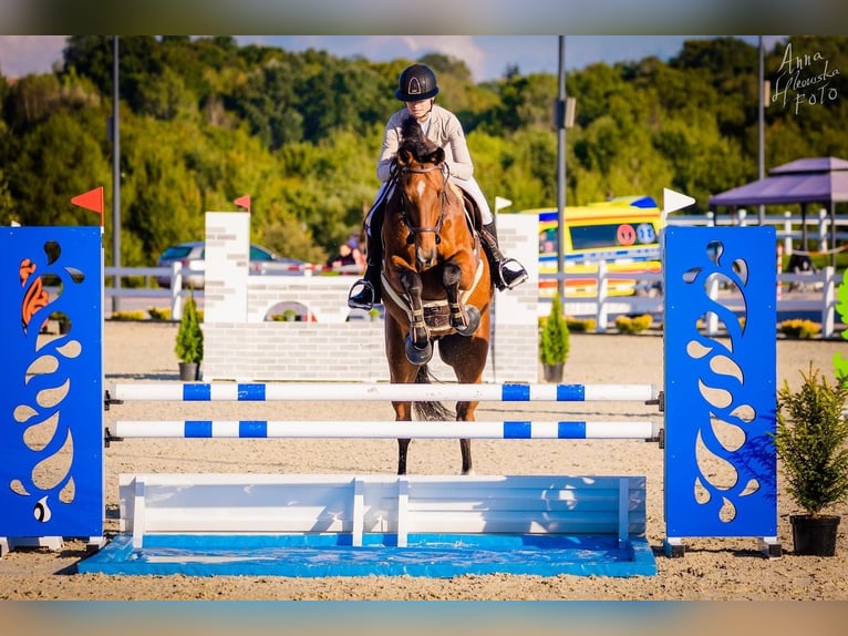 Koń hanowerski Wałach 14 lat 172 cm Ciemnogniada in Tąpkowice