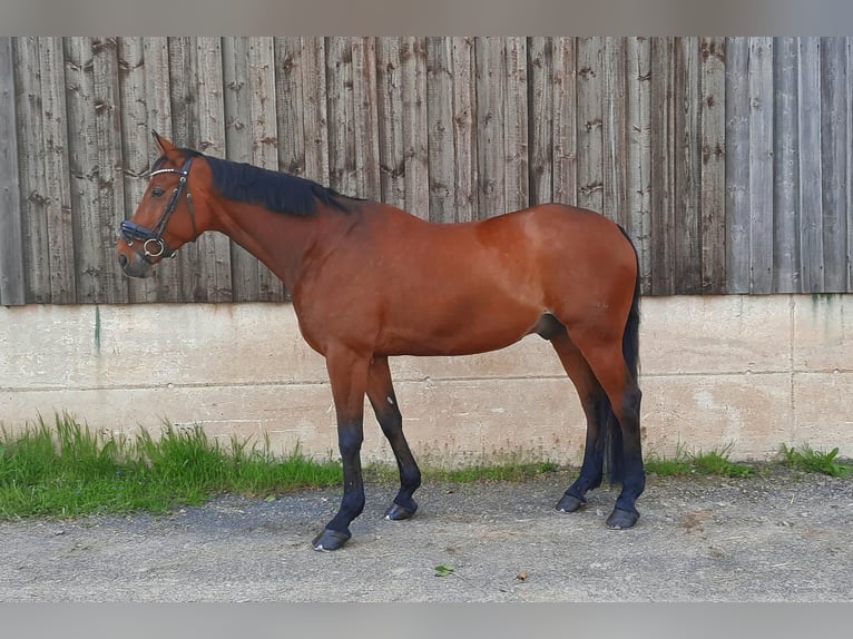 Koń hanowerski Wałach 14 lat 172 cm Gniada in Leverkusen