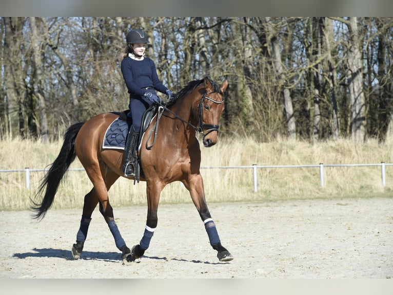 Koń hanowerski Wałach 14 lat 172 cm Gniada in Leverkusen