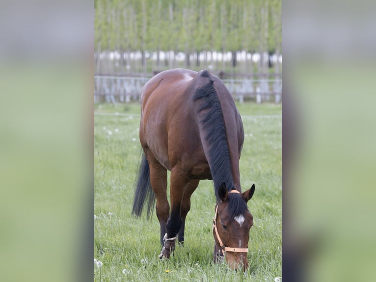 Koń hanowerski Wałach 16 lat 169 cm Gniada in Bonn