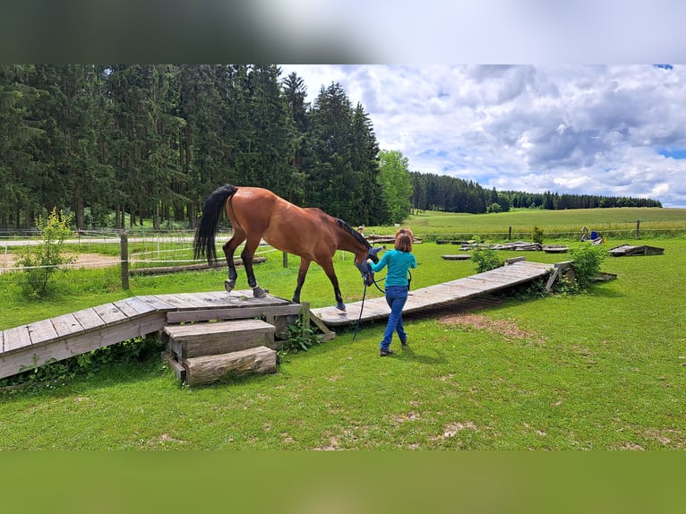 Koń hanowerski Wałach 16 lat 175 cm Gniada in Bergkirchen