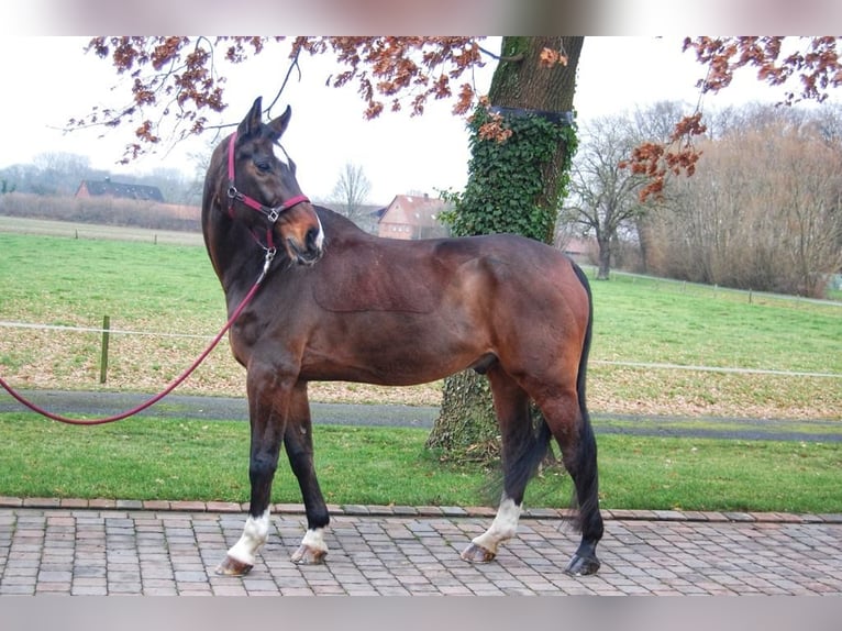 Koń hanowerski Wałach 17 lat 175 cm Ciemnogniada in EverswinkelEverswinkel