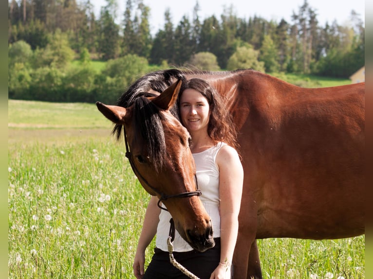 Koń hanowerski Wałach 19 lat 173 cm Gniada in Lasberg