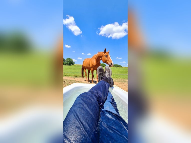 Koń hanowerski Wałach 19 lat Ciemnokasztanowata in Wetter