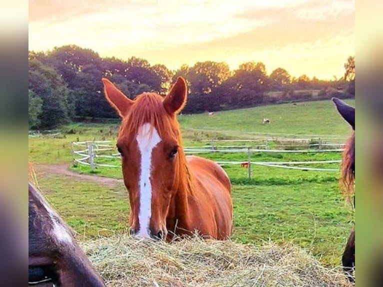 Koń hanowerski Wałach 19 lat Ciemnokasztanowata in Wetter