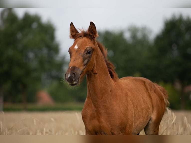 Koń hanowerski Wałach 1 Rok 170 cm Ciemnokasztanowata in Ganderkesee
