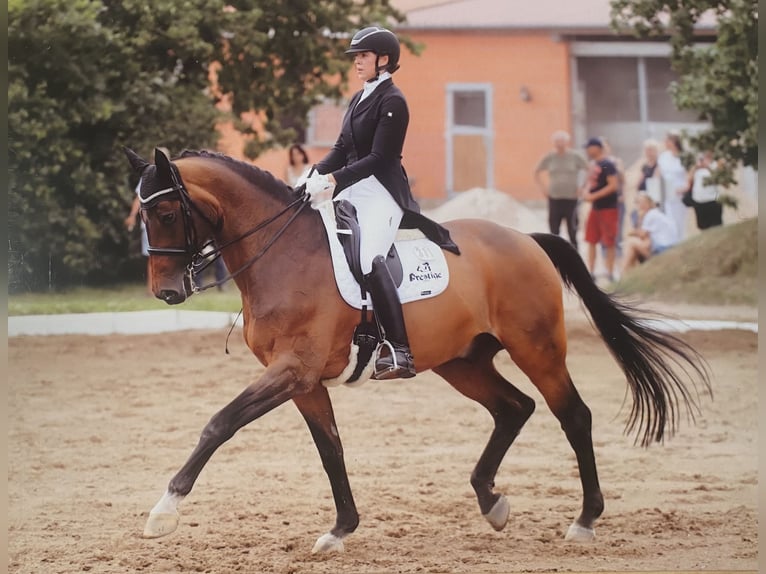 Koń hanowerski Wałach 21 lat 173 cm Gniada in Hamburg Allermöhe