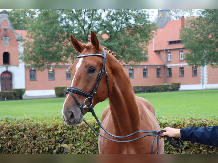 Koń hanowerski Wałach 2 lat 170 cm Kasztanowata in Celle