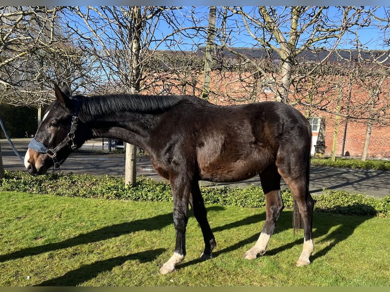 Koń hanowerski Wałach 2 lat 173 cm Ciemnogniada in Cheshire