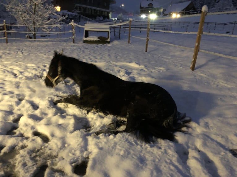 Koń hanowerski Wałach 2 lat Kara in Ebikon