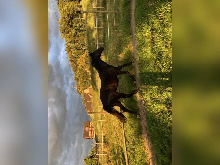 Koń hanowerski Wałach 2 lat Kara in Ebikon