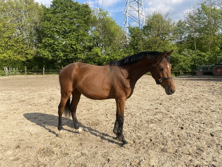 Koń hanowerski Wałach 3 lat 162 cm Ciemnogniada in Klimmen