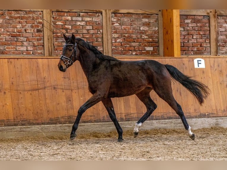 Koń hanowerski Wałach 3 lat 163 cm Gniada in Hanstedt