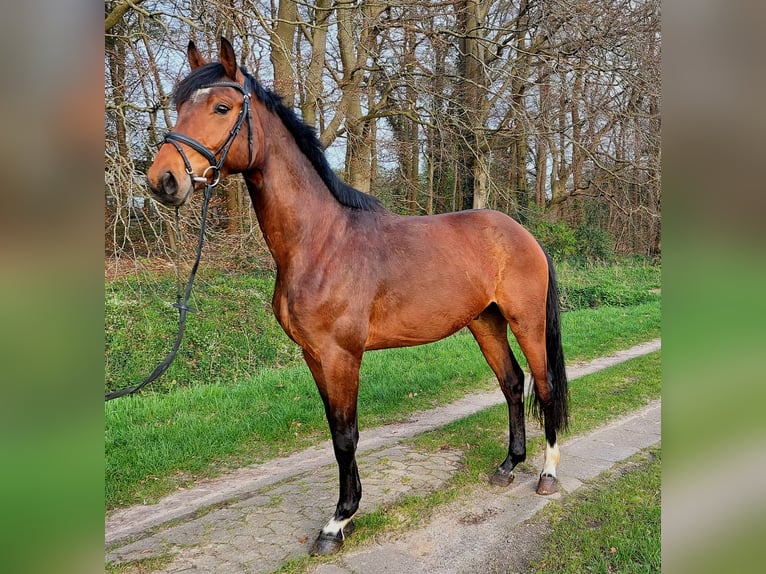 Koń hanowerski Wałach 3 lat 164 cm Gniada in Köhlen