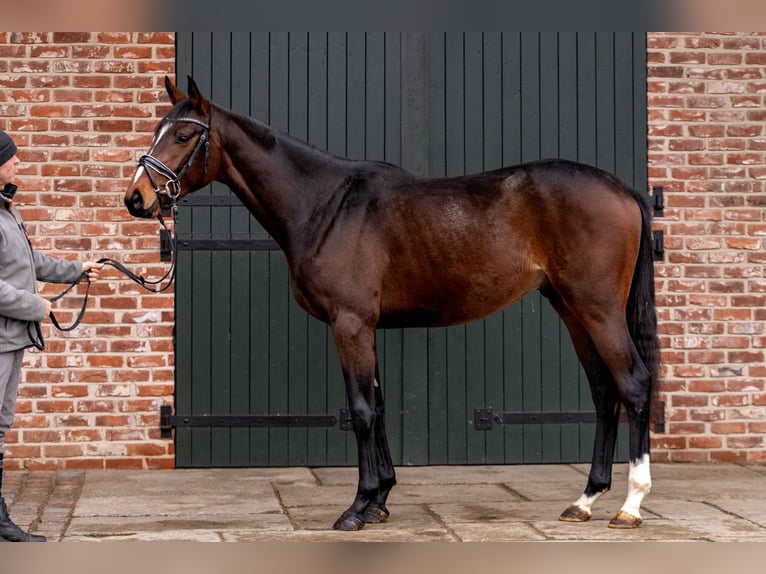 Koń hanowerski Wałach 3 lat 164 cm Gniada in Hanstedt