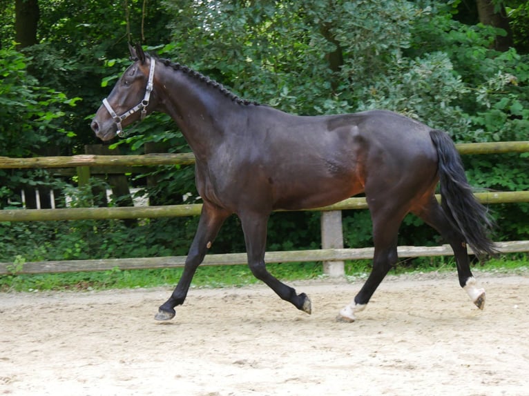 Koń hanowerski Wałach 3 lat 164 cm in Dorsten