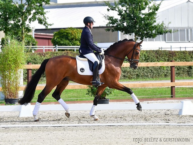 Koń hanowerski Wałach 3 lat 166 cm Gniada in Verden