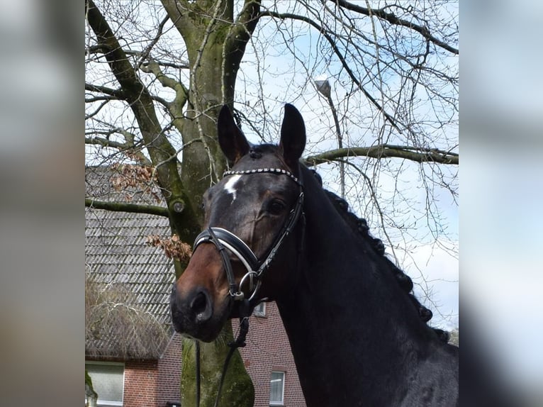 Koń hanowerski Wałach 3 lat 168 cm Ciemnogniada in Fredenbeck