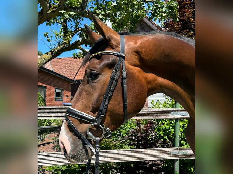 Koń hanowerski Wałach 3 lat 169 cm Gniada in Nordhorn
