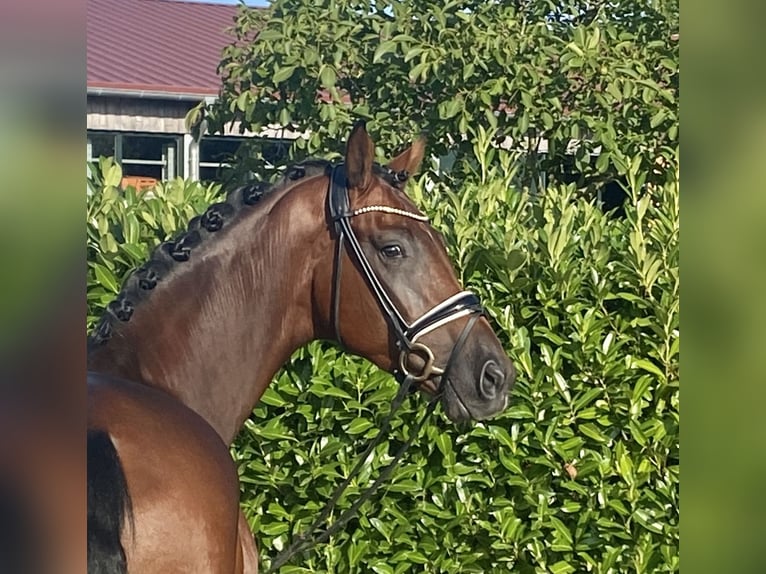 Koń hanowerski Wałach 3 lat 169 cm Gniada in Visbek