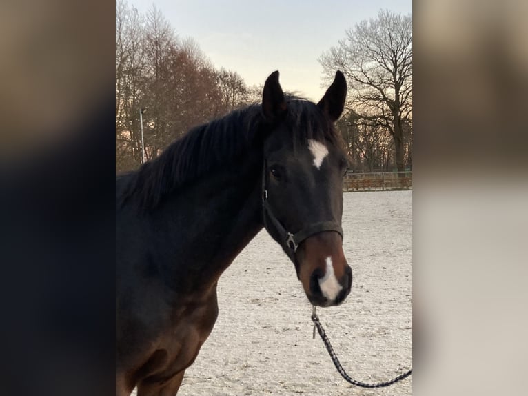 Koń hanowerski Wałach 3 lat 170 cm Ciemnogniada in Bremen