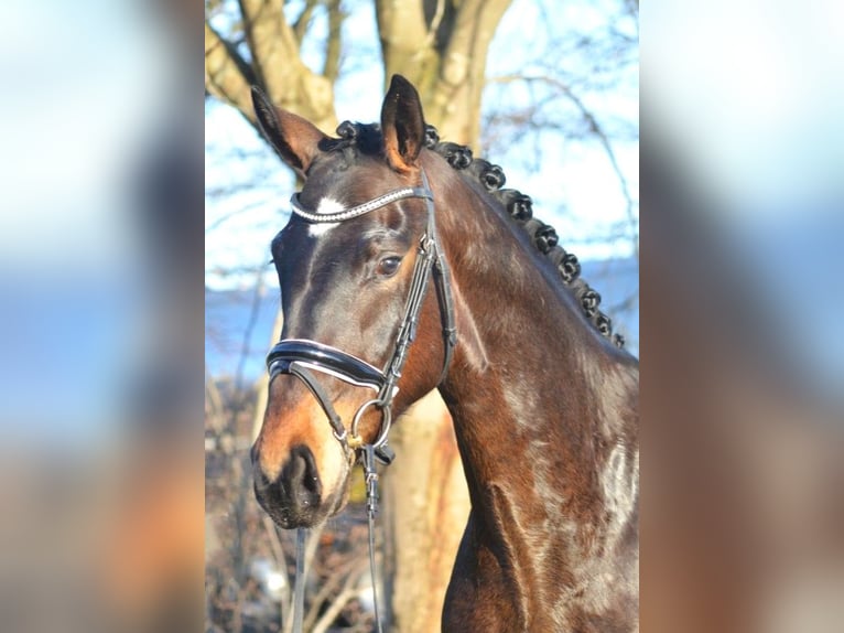 Koń hanowerski Wałach 3 lat 170 cm Gniada in Selsingen