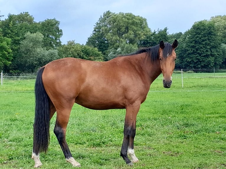 Koń hanowerski Wałach 3 lat 170 cm Gniada in Walbeck
