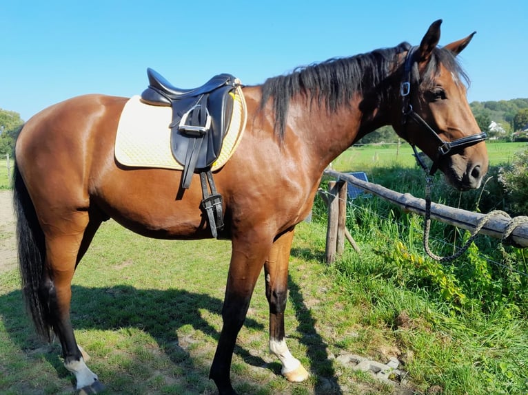 Koń hanowerski Wałach 3 lat 170 cm Gniada in Walbeck