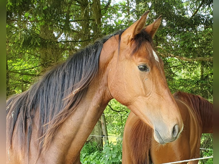 Koń hanowerski Wałach 3 lat 172 cm Gniada in Düsseldorf
