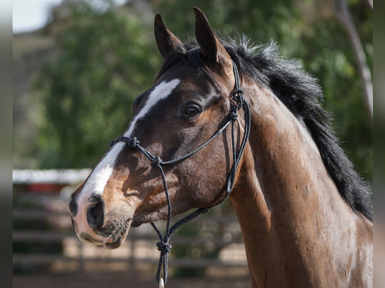 Koń hanowerski Wałach 3 lat Ciemnogniada in Temecula