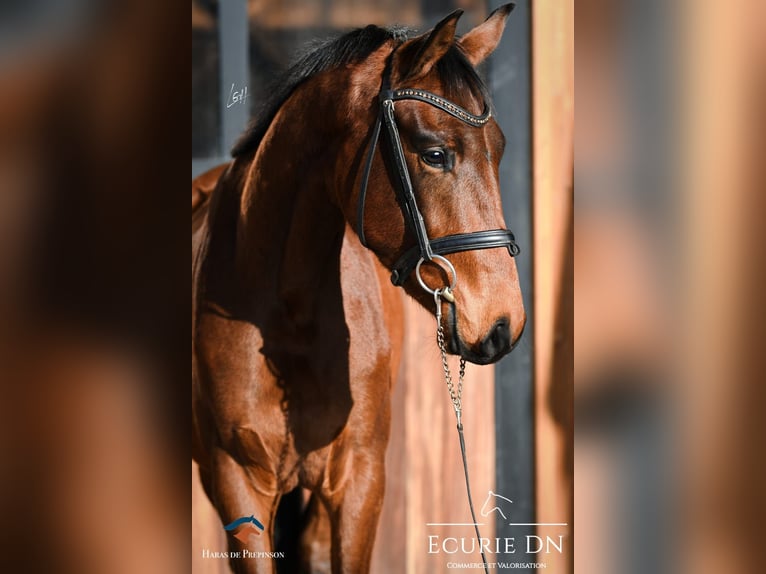 Koń hanowerski Wałach 3 lat Gniada in La Roche en Ardenne
