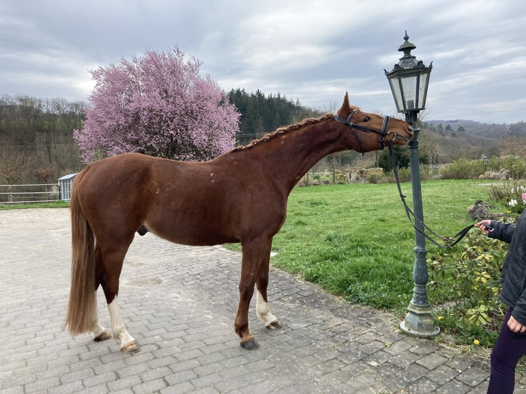 Koń hanowerski Wałach 4 lat 160 cm Kasztanowata in Weilburg