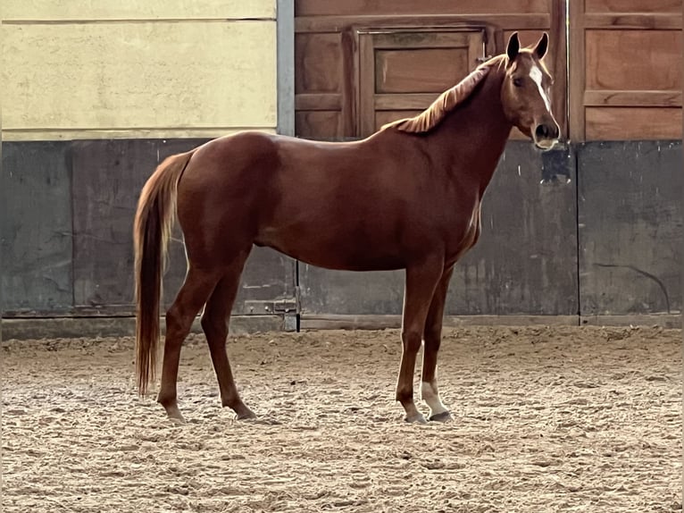 Koń hanowerski Wałach 4 lat 160 cm Kasztanowata in Standenbühl