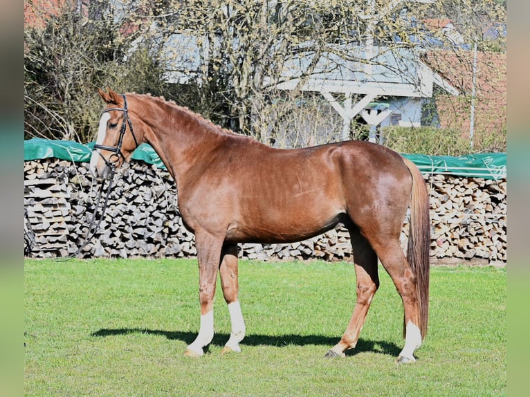 Koń hanowerski Wałach 4 lat 165 cm Ciemnokasztanowata in Gomadingen