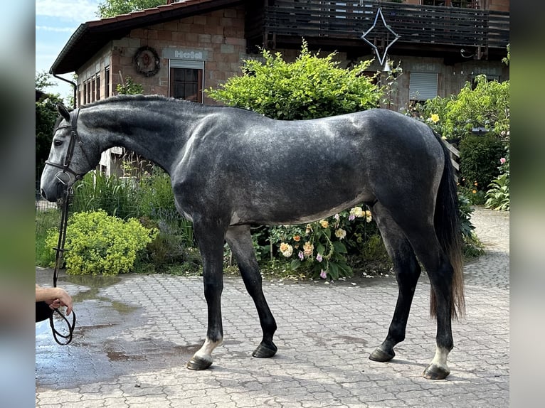 Koń hanowerski Wałach 4 lat 165 cm Siwa in Babenhausen