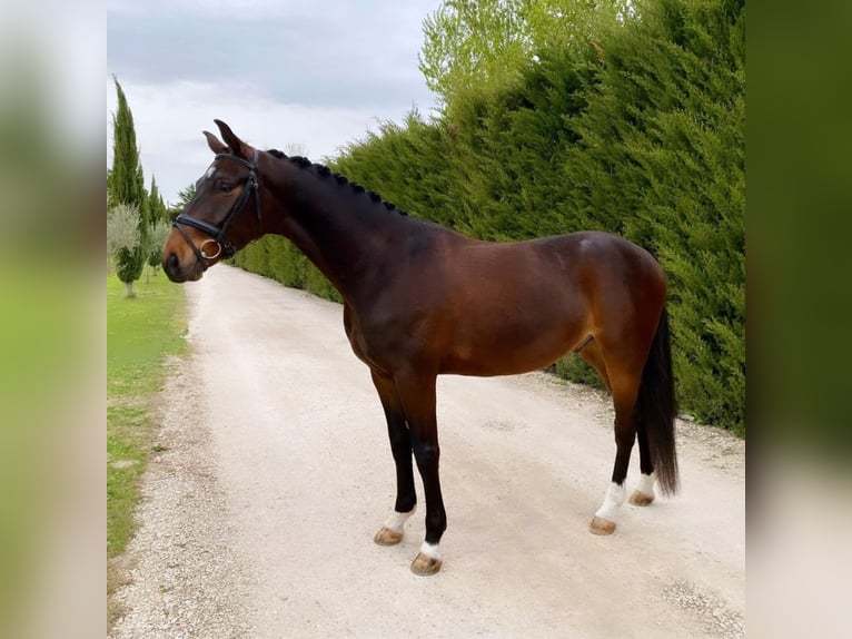 Koń hanowerski Wałach 4 lat 166 cm Ciemnogniada in Maillane