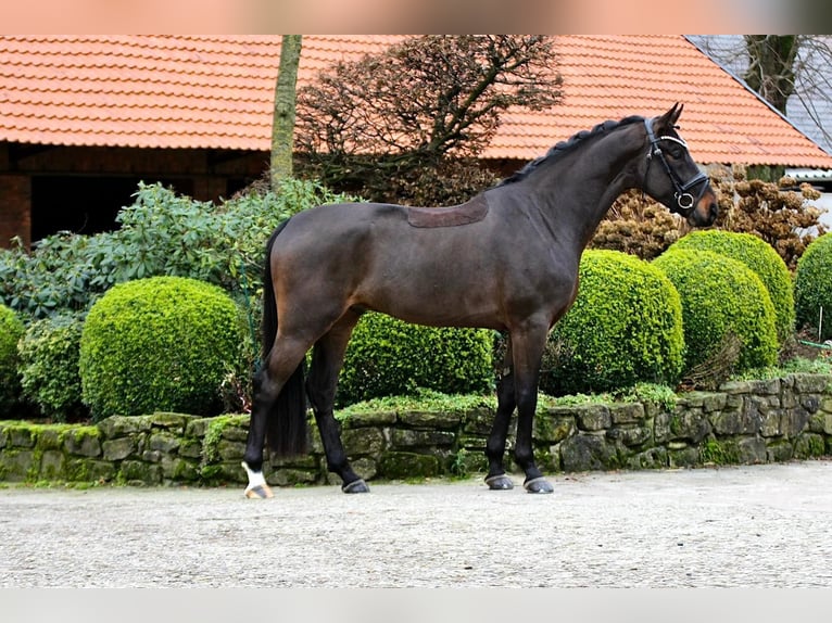 Koń hanowerski Wałach 4 lat 166 cm Gniada in Ibbenbüren