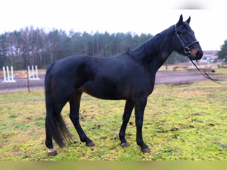 Koń hanowerski Wałach 4 lat 166 cm Kara in PALANGA