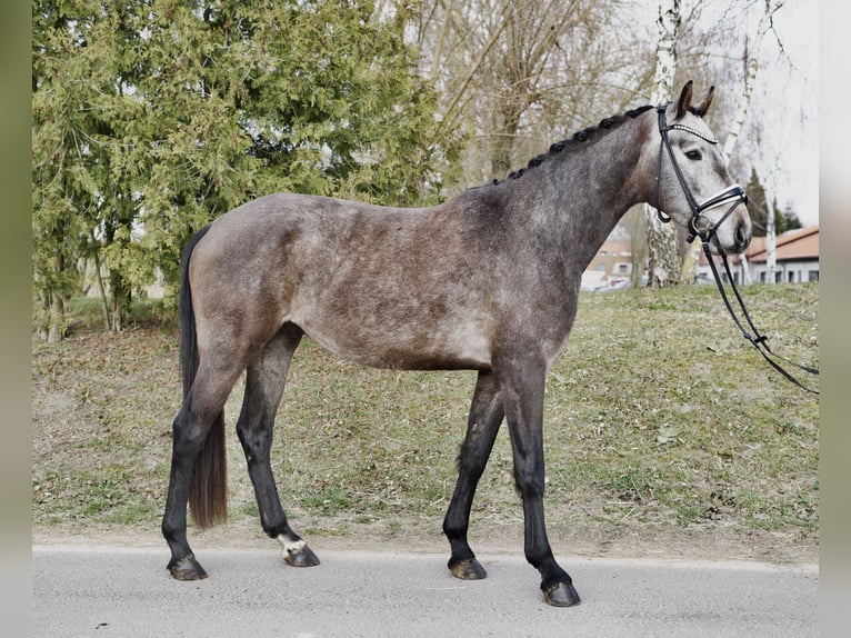 Koń hanowerski Wałach 4 lat 166 cm Siwa in Ph&#xF6;ben