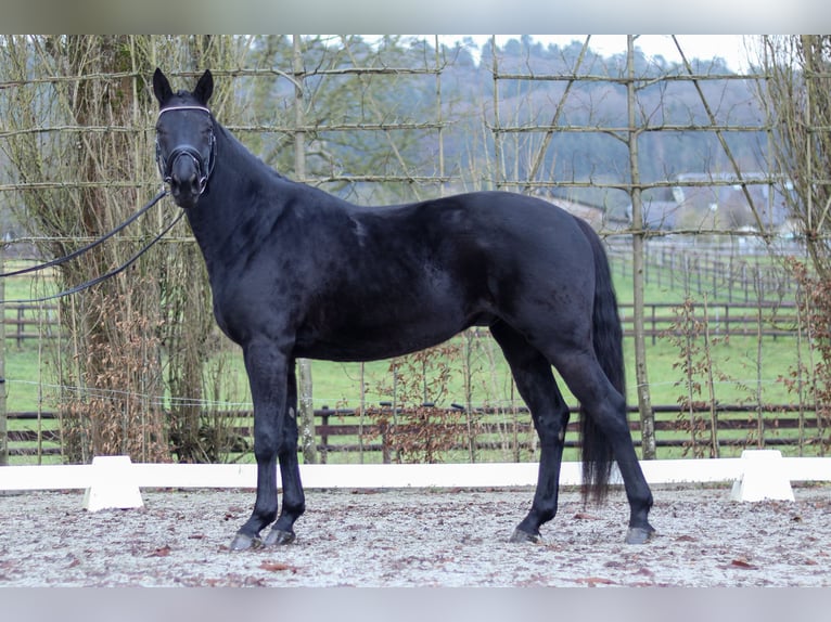 Koń hanowerski Wałach 4 lat 168 cm Kara in Perl