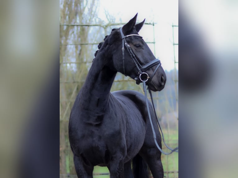 Koń hanowerski Wałach 4 lat 168 cm Kara in Perl
