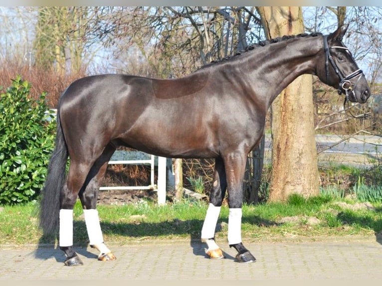 Koń hanowerski Wałach 4 lat 168 cm Kara in Selsingen