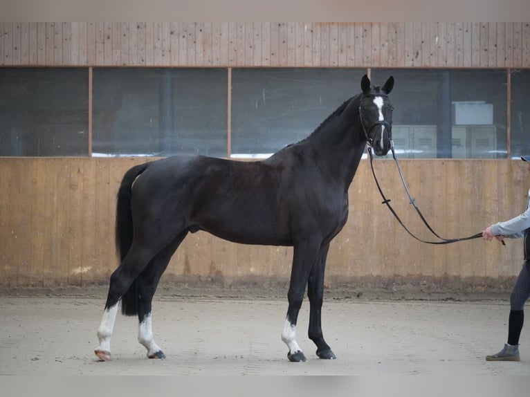 Koń hanowerski Wałach 4 lat 168 cm Kara in Wendorf