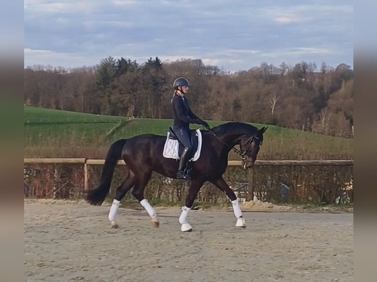 Koń hanowerski Wałach 4 lat 169 cm Ciemnogniada in Bergisch Gladbach