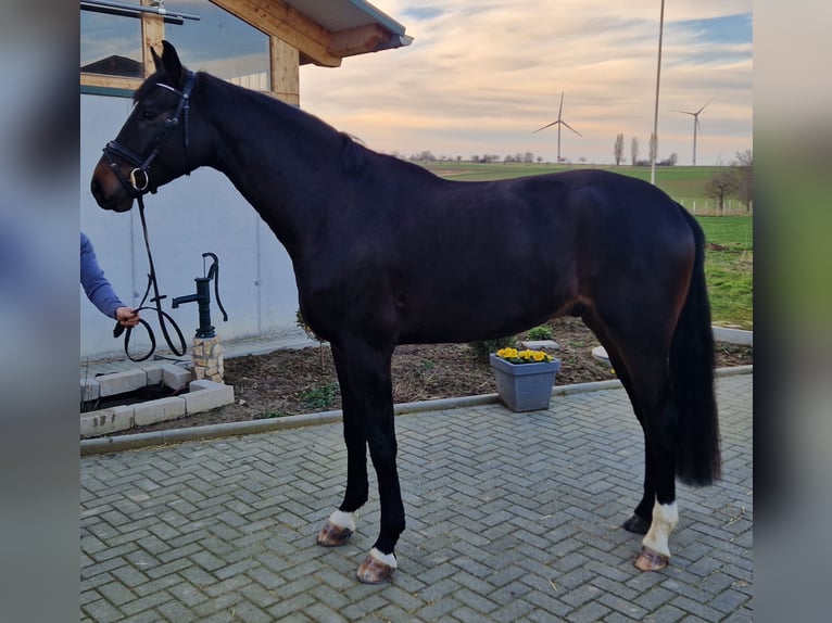 Koń hanowerski Wałach 4 lat 169 cm Ciemnogniada in Mainz