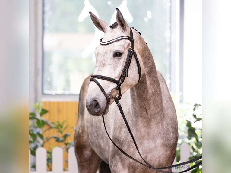 Koń hanowerski Wałach 4 lat 169 cm Gniada in Verden